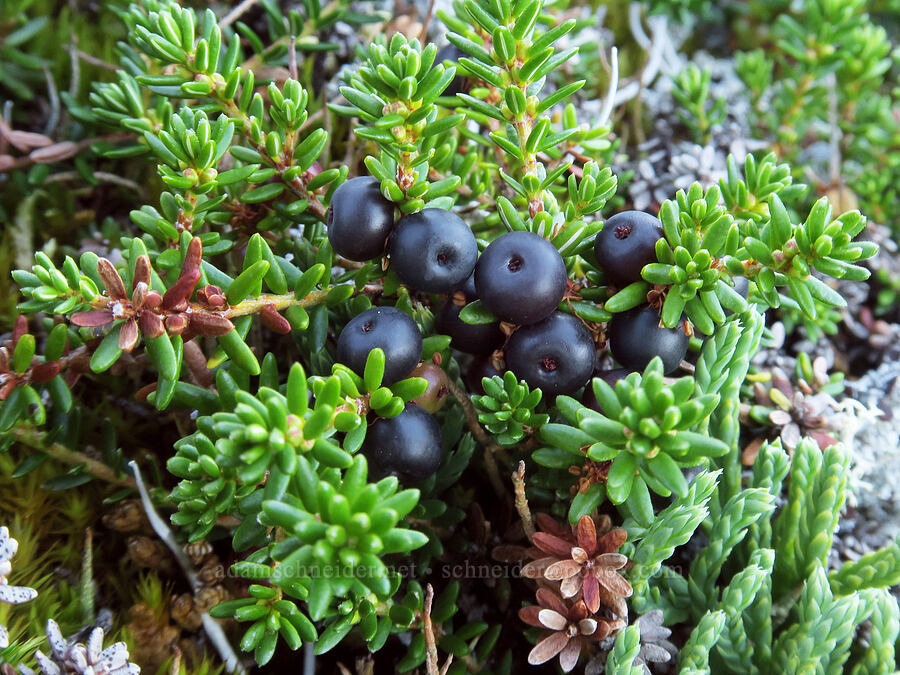 black crowberries (Empetrum nigrum) [Skyline Divide, Mt. Baker Wilderness, Whatcom County, Washington]