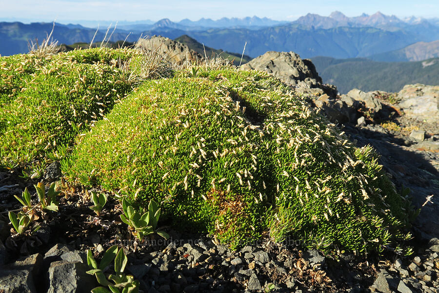 moss campion (Silene acaulis) [Skyline Divide, Mt. Baker Wilderness, Whatcom County, Washington]