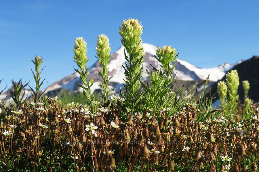 white paintbrush & Tolmie's saxifrage (Castilleja parviflora var. albida, Micranthes tolmiei (Saxifraga tolmiei)) [Skyline Divide Trail, Mt. Baker Wilderness, Whatcom County, Washington]