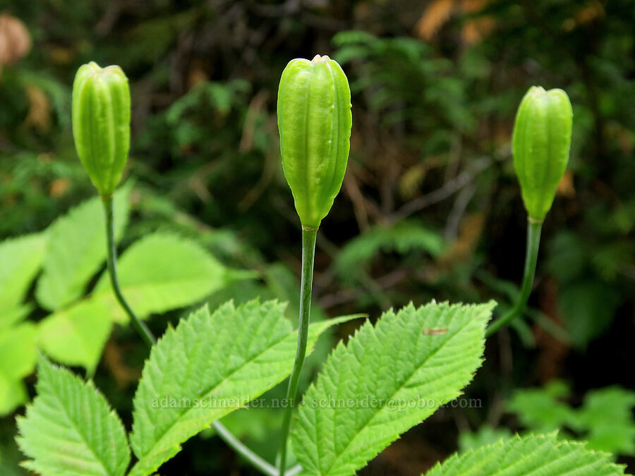 tiger lily seed pods (Lilium columbianum) [Comet Falls-Van Trump Trail, Mt. Rainier National Park, Washington]
