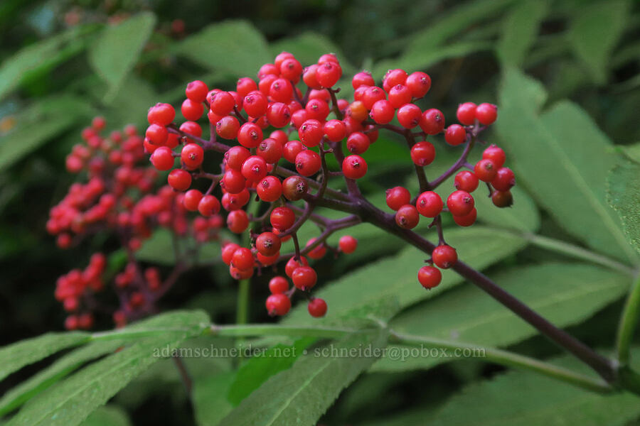 red elderberries (Sambucus racemosa) [Comet Falls-Van Trump Trail, Mt. Rainier National Park, Pierce County, Washington]
