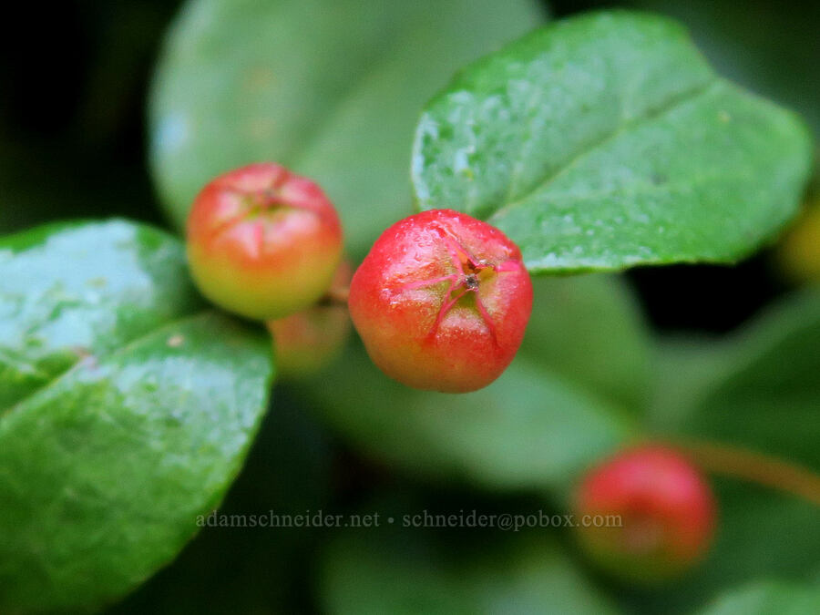 alpine wintergreen berries (Gaultheria humifusa) [Comet Falls-Van Trump Trail, Mt. Rainier National Park, Pierce County, Washington]