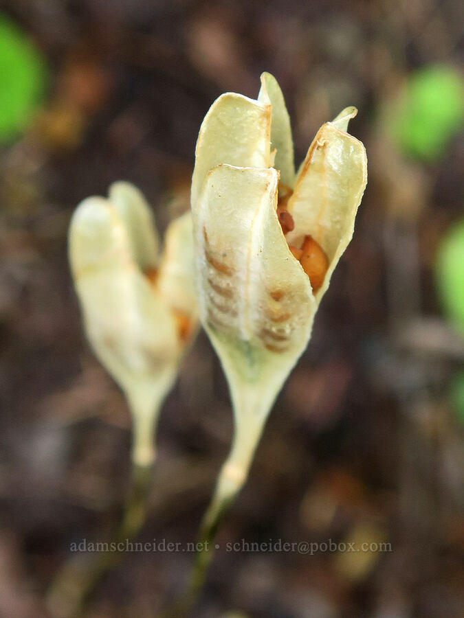 avalanche lily seed pods (Erythronium montanum) [Comet Falls-Van Trump Trail, Mt. Rainier National Park, Pierce County, Washington]