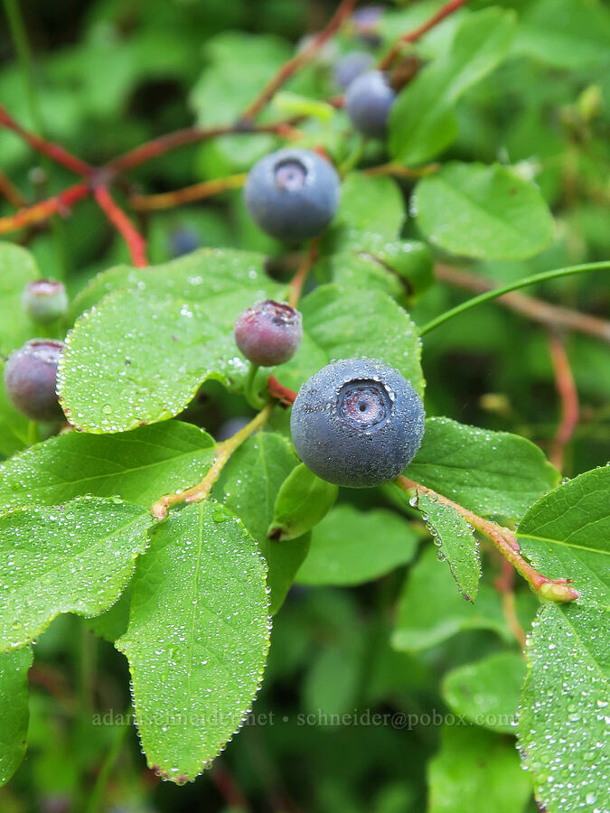 oval-leaf huckleberries/blueberries (Vaccinium ovalifolium) [Comet Falls-Van Trump Trail, Mt. Rainier National Park, Pierce County, Washington]