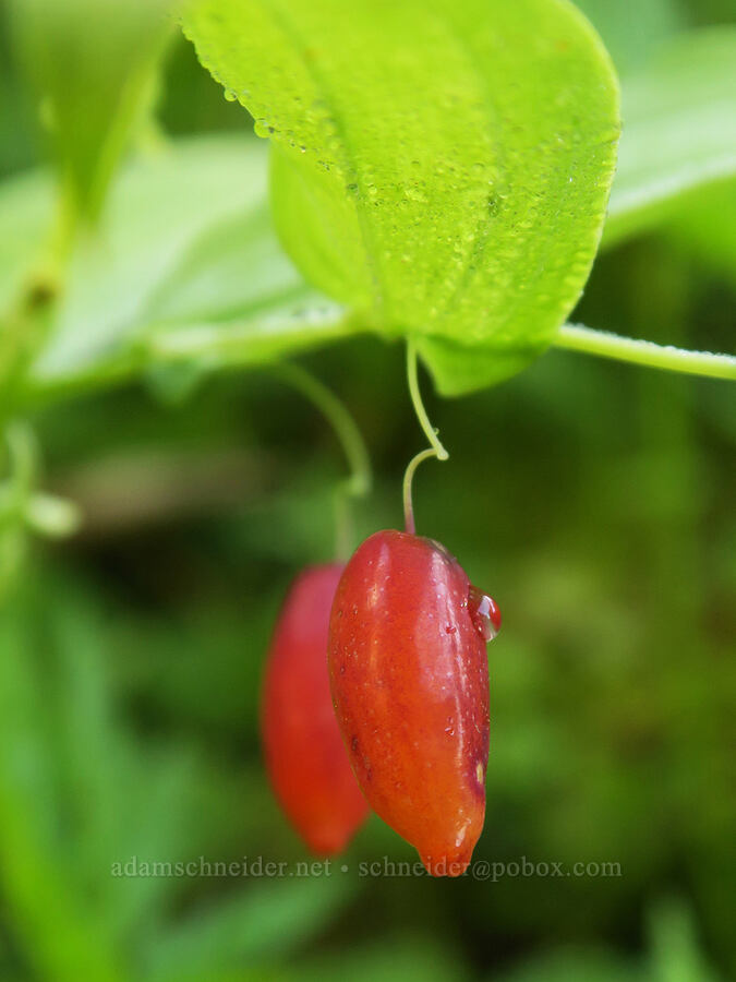 twisted-stalk berries (Streptopus amplexifolius) [Comet Falls-Van Trump Trail, Mt. Rainier National Park, Washington]