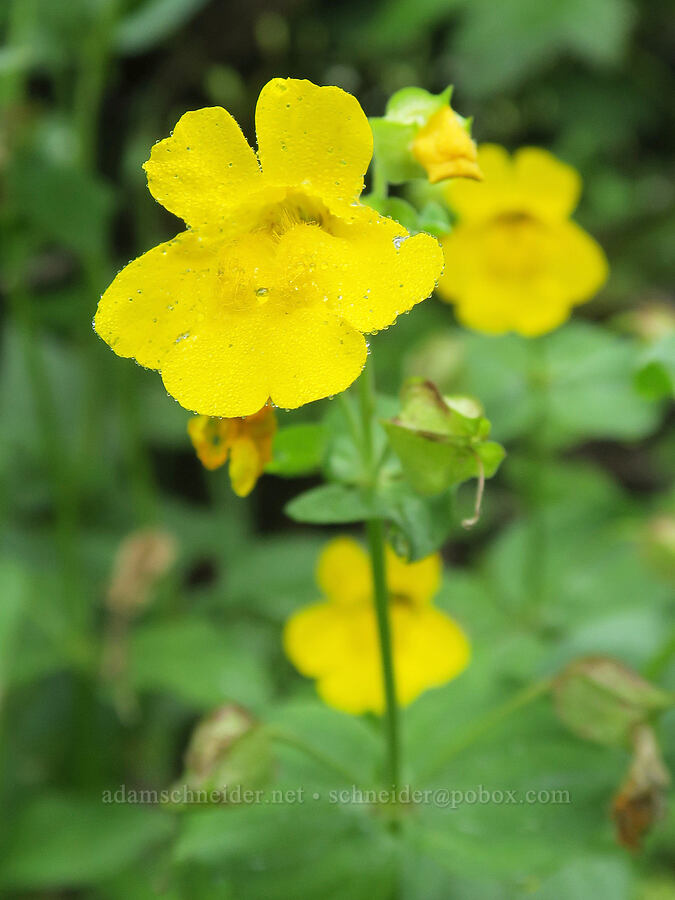 yellow monkeyflower (Erythranthe guttata (Mimulus guttatus)) [Comet Falls-Van Trump Trail, Mt. Rainier National Park, Pierce County, Washington]