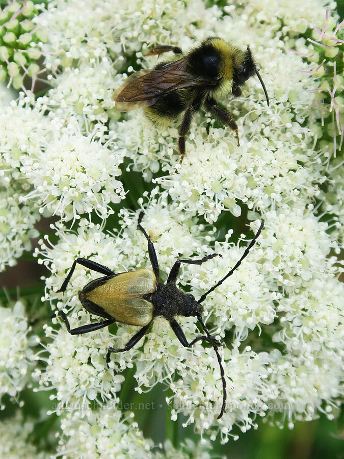 bumblebee & beetle on angelica (Bombus sp., Pachyta armata, Angelica arguta) [Comet Falls-Van Trump Trail, Mt. Rainier National Park, Pierce County, Washington]