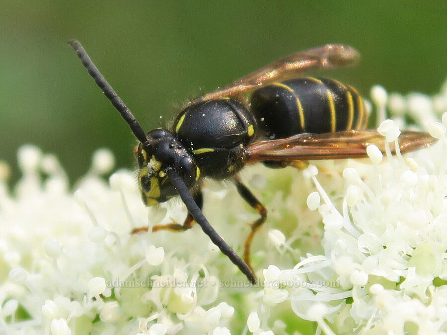 parasitic yellowjacket wasp on angelica (Dolichovespula arctica, Angelica arguta) [Comet Falls-Van Trump Trail, Mt. Rainier National Park, Pierce County, Washington]