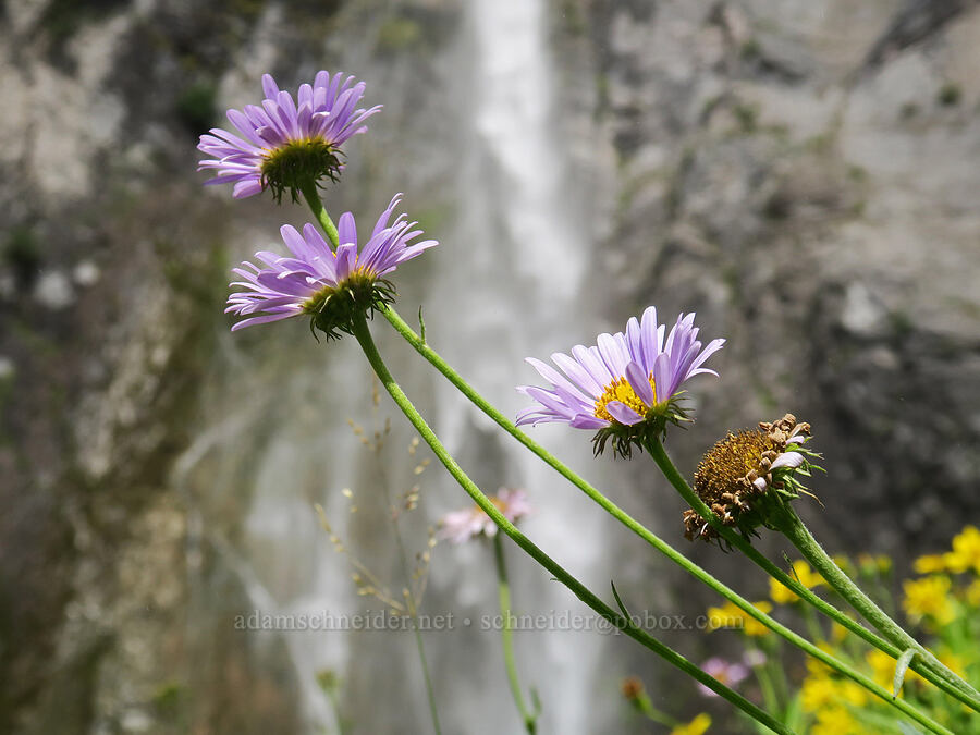 subalpine fleabane (Erigeron glacialis var. glacialis) [Comet Falls, Mt. Rainier National Park, Pierce County, Washington]