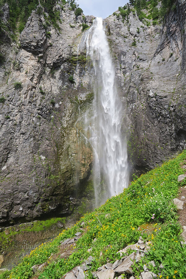 Comet Falls & wildflowers [Comet Falls-Van Trump Trail, Mt. Rainier National Park, Pierce County, Washington]