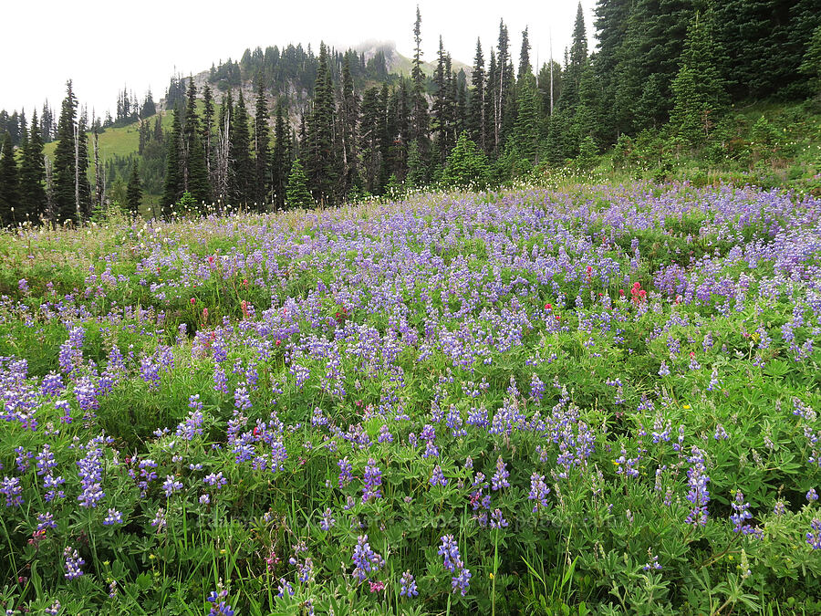 lupines & other wildflowers (Lupinus sp.) [Van Trump Park, Mt. Rainier National Park, Pierce County, Washington]