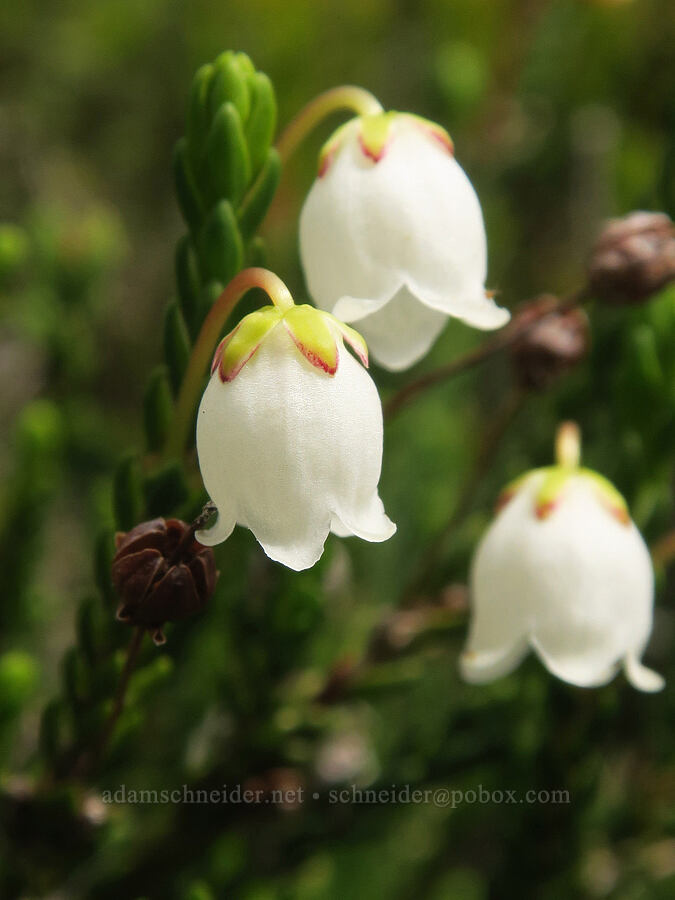 white mountain heather (Cassiope mertensiana) [Van Trump Park, Mt. Rainier National Park, Pierce County, Washington]