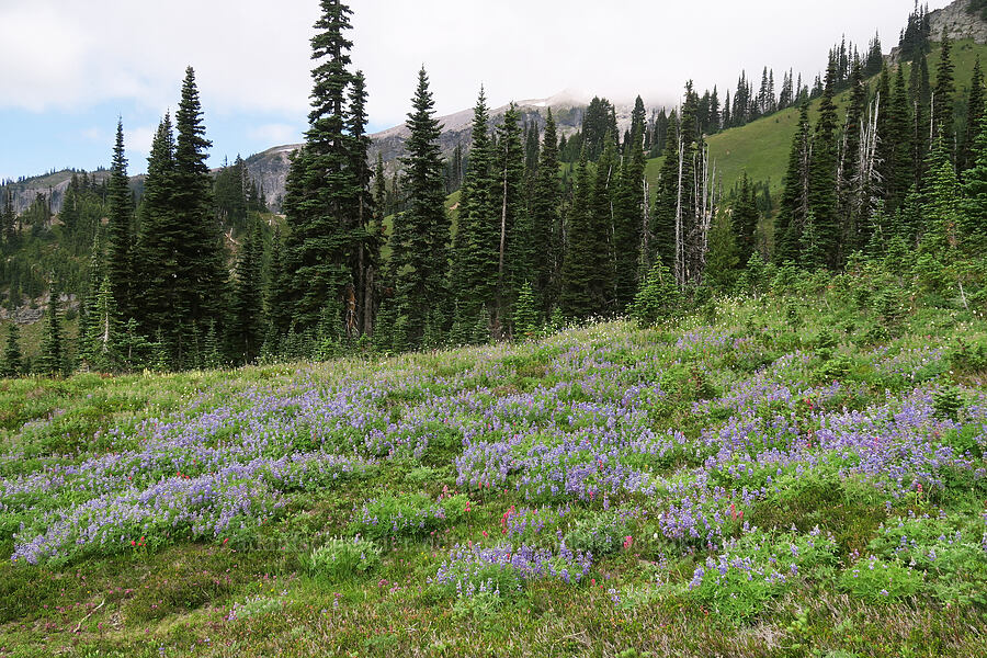 subalpine wildflowers [Van Trump Park, Mt. Rainier National Park, Pierce County, Washington]