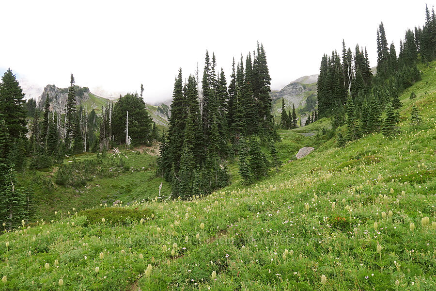 late summer wildflowers [Van Trump Park, Mt. Rainier National Park, Pierce County, Washington]