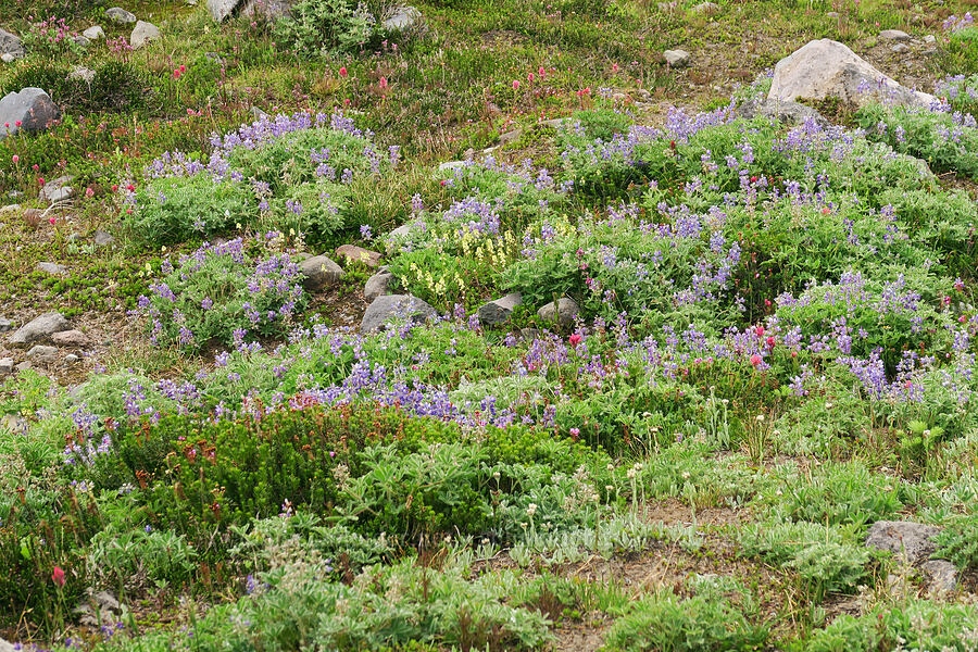 subalpine wildflowers [Van Trump Park, Mt. Rainier National Park, Pierce County, Washington]