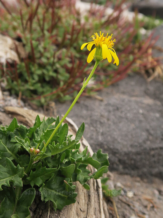 dwarf mountain ragwort (Senecio fremontii) [Van Trump Park, Mt. Rainier National Park, Washington]