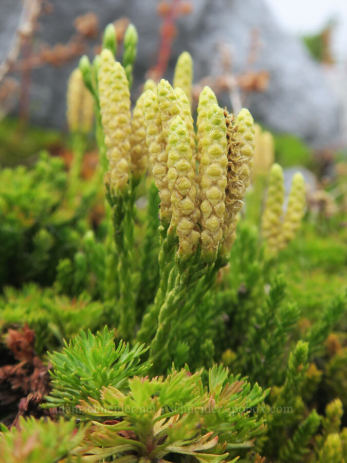 Alaska club-moss (Diphasiastrum sitchense (Lycopodium sitchense)) [above Van Trump Park, Mt. Rainier National Park, Pierce County, Washington]