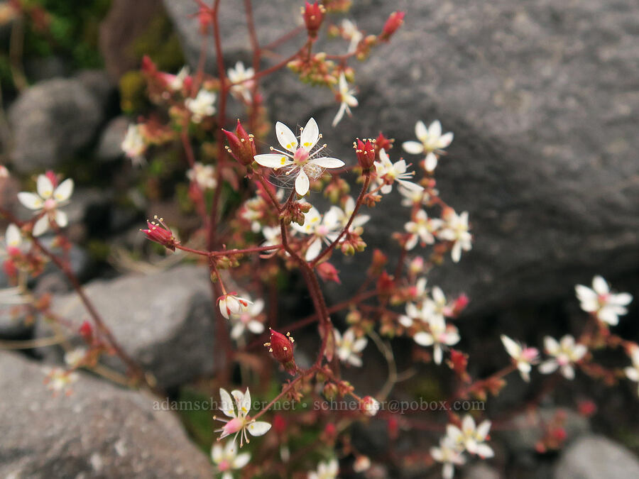 rusty saxifrage (Micranthes ferruginea (Saxifraga ferruginea)) [above Van Trump Park, Mt. Rainier National Park, Pierce County, Washington]