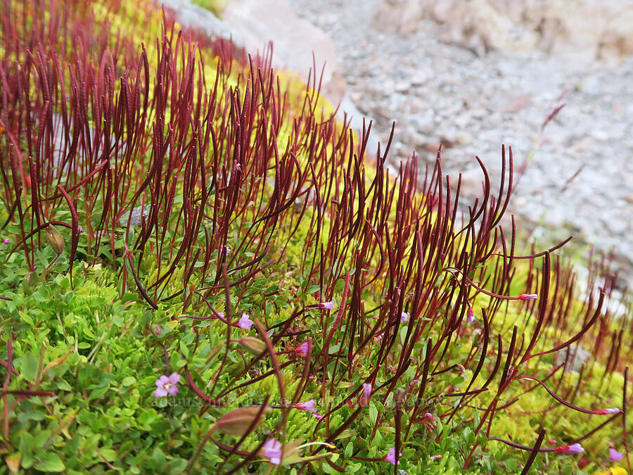 alpine willow-herb seed-pods (Epilobium sp.) [above Van Trump Park, Mt. Rainier National Park, Pierce County, Washington]