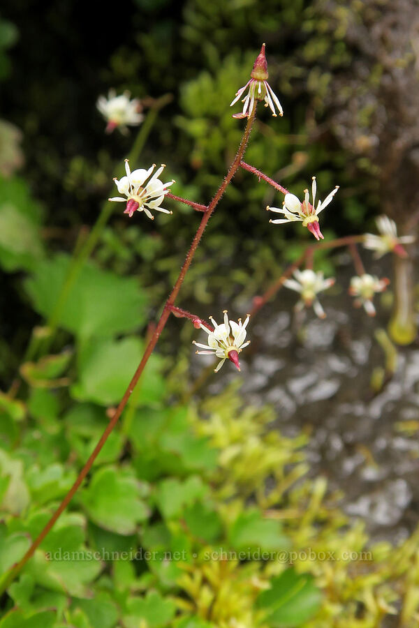 brook saxifrage (Micranthes odontoloma (Saxifraga odontoloma)) [above Van Trump Park, Mt. Rainier National Park, Pierce County, Washington]