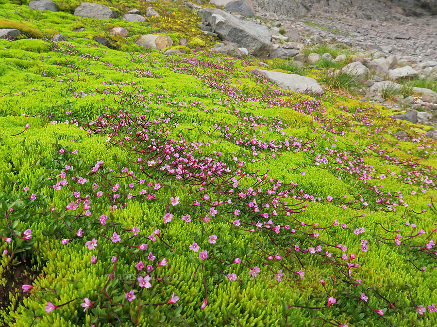 alpine willow-herb (Epilobium sp.) [above Van Trump Park, Mt. Rainier National Park, Pierce County, Washington]