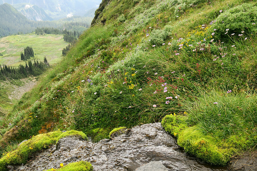 alpine seep wildflowers [above Van Trump Park, Mt. Rainier National Park, Pierce County, Washington]