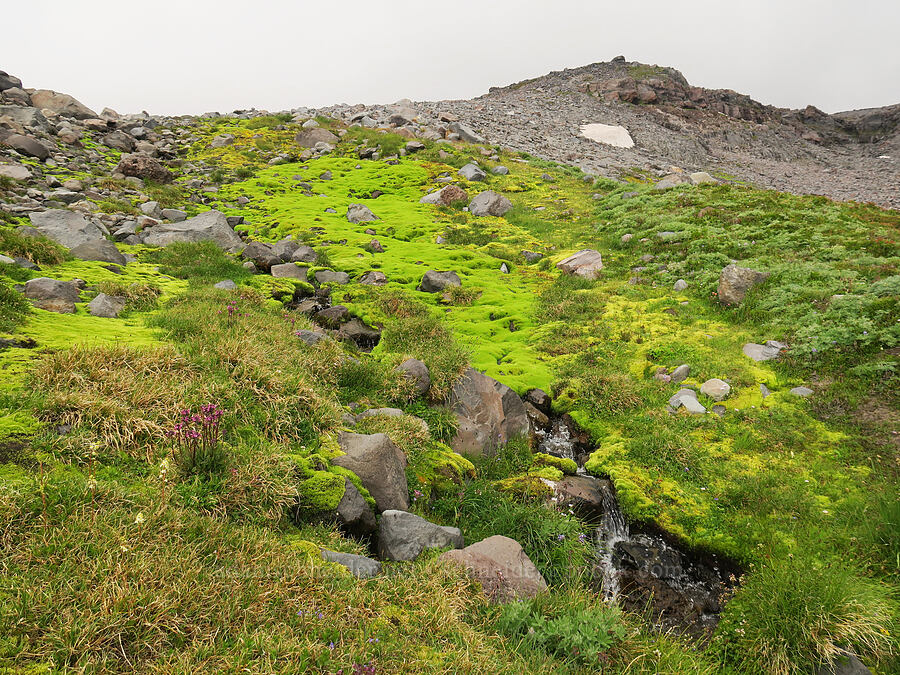 bright green moss & wildflowers [above Van Trump Park, Mt. Rainier National Park, Pierce County, Washington]