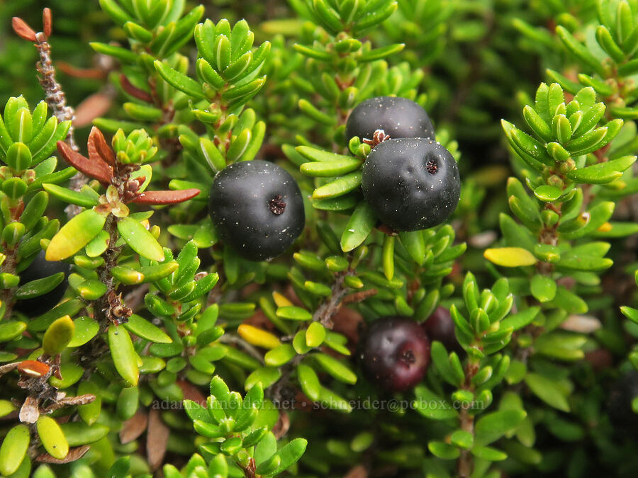 crowberries (Empetrum nigrum) [above Van Trump Park, Mt. Rainier National Park, Pierce County, Washington]