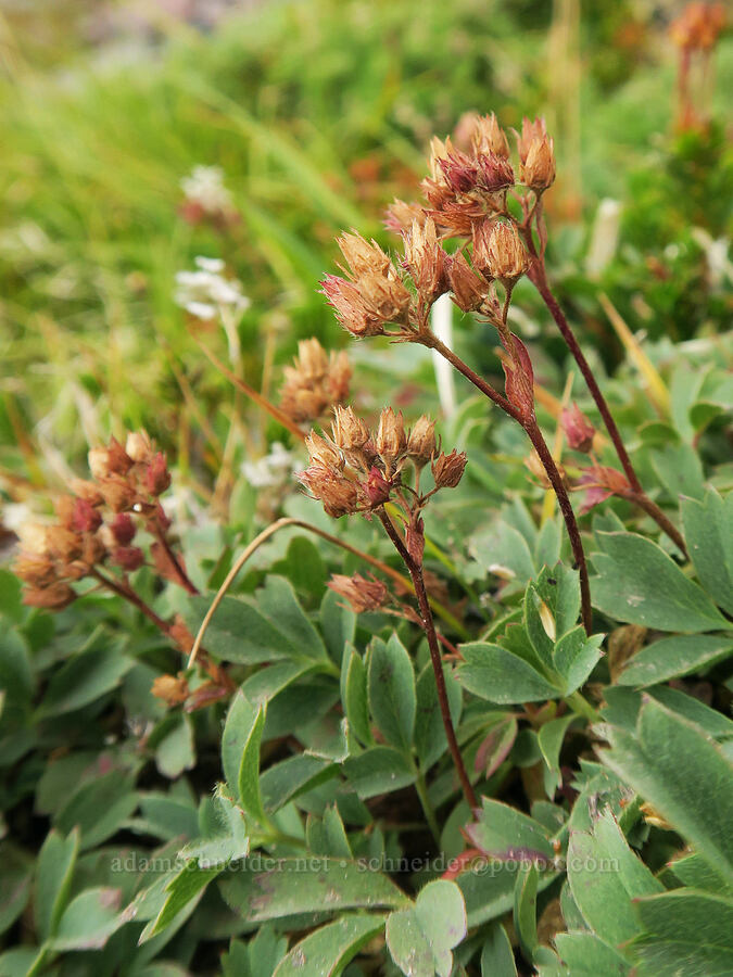 creeping sibbaldia, going to seed (Sibbaldia procumbens (Potentilla sibbaldii)) [above Van Trump Park, Mt. Rainier National Park, Pierce County, Washington]