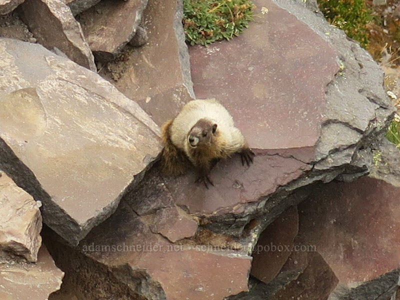 young hoary marmot (Marmota caligata) [above Van Trump Park, Mt. Rainier National Park, Pierce County, Washington]