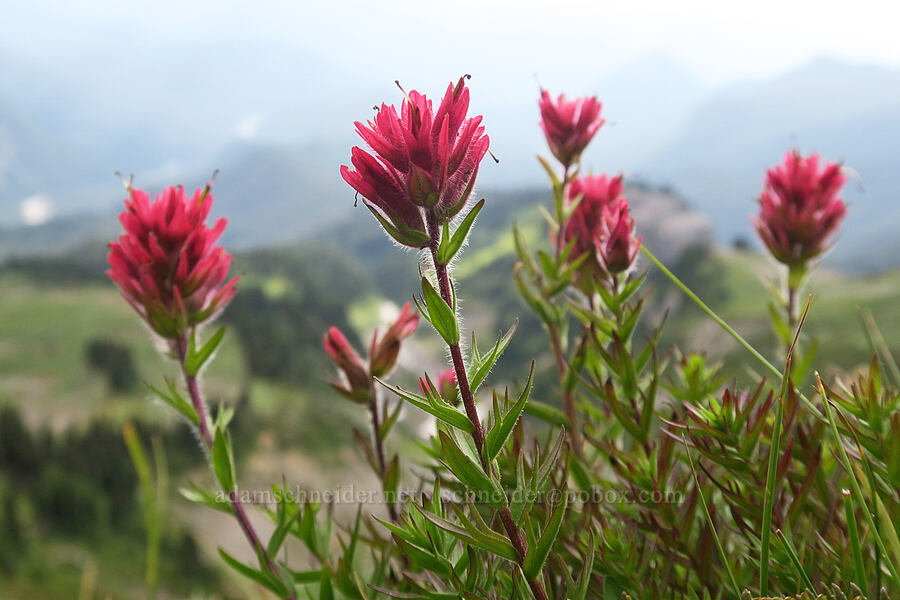 magenta paintbrush (Castilleja parviflora var. oreopola) [above Van Trump Park, Mt. Rainier National Park, Pierce County, Washington]