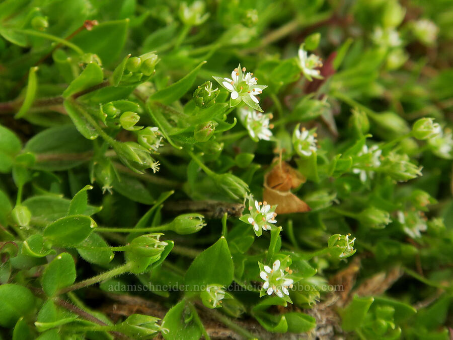 northern starwort (Stellaria calycantha (Alsine calycantha)) [above Van Trump Park, Mt. Rainier National Park, Pierce County, Washington]