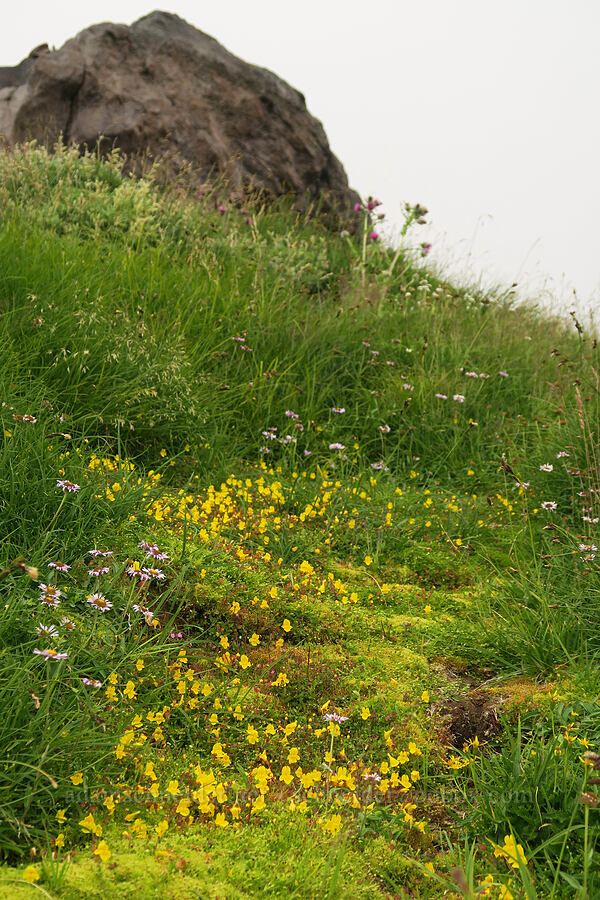 alpine seep wildflowers [above Van Trump Park, Mt. Rainier National Park, Pierce County, Washington]