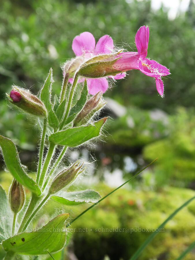 Lewis' monkeyflower (Erythranthe lewisii (Mimulus lewisii)) [Van Trump Creek, Mt. Rainier National Park, Pierce County, Washington]