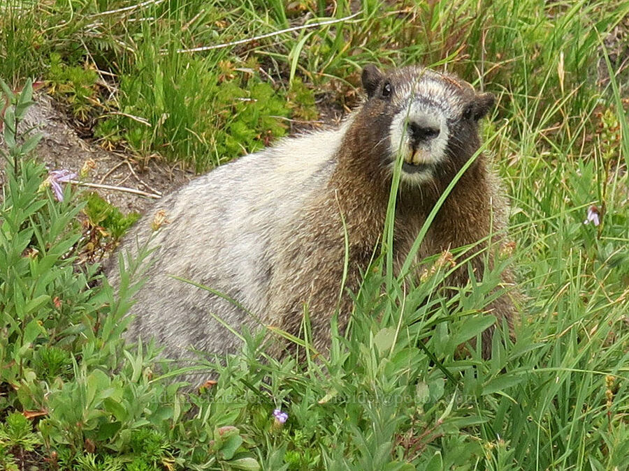hoary marmot (Marmota caligata) [Van Trump Creek, Mt. Rainier National Park, Pierce County, Washington]