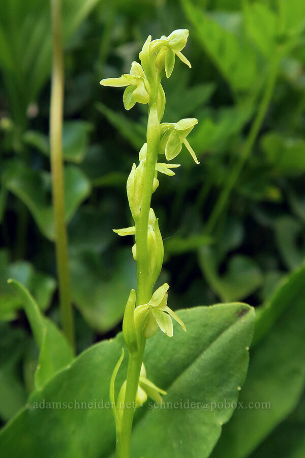 slender bog orchid (Platanthera stricta (Piperia stricta)) [Mildred Point Trail, Mt. Rainier National Park, Pierce County, Washington]