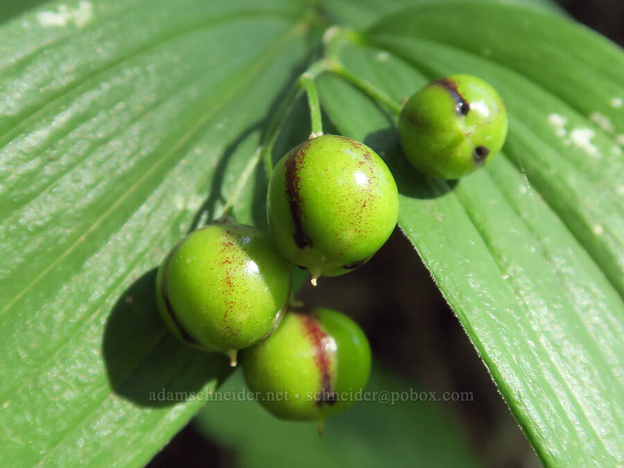 unripe starry false Solomon's-seal berries (Maianthemum stellatum (Smilacina stellata)) [Tomyhoi Lake Trail, Mt. Baker Wilderness, Whatcom County, Washington]