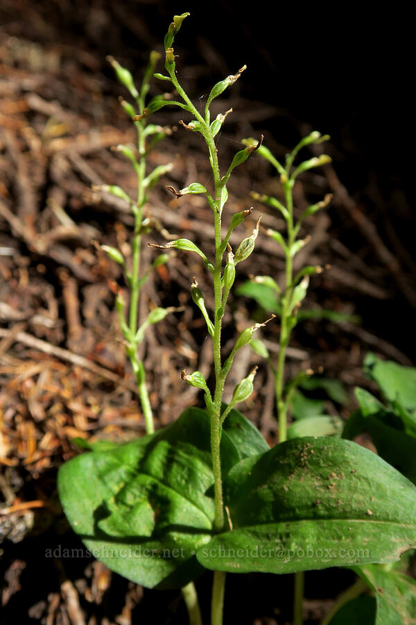 northwestern twayblade, going to seed (Neottia banksiana (Listera caurina)) [Tomyhoi Lake Trail, Mt. Baker Wilderness, Whatcom County, Washington]