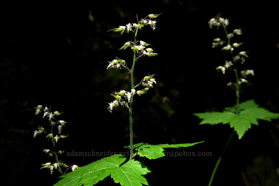 foamflower, going to seed (Tiarella trifoliata) [Tomyhoi Lake Trail, Mt. Baker Wilderness, Whatcom County, Washington]