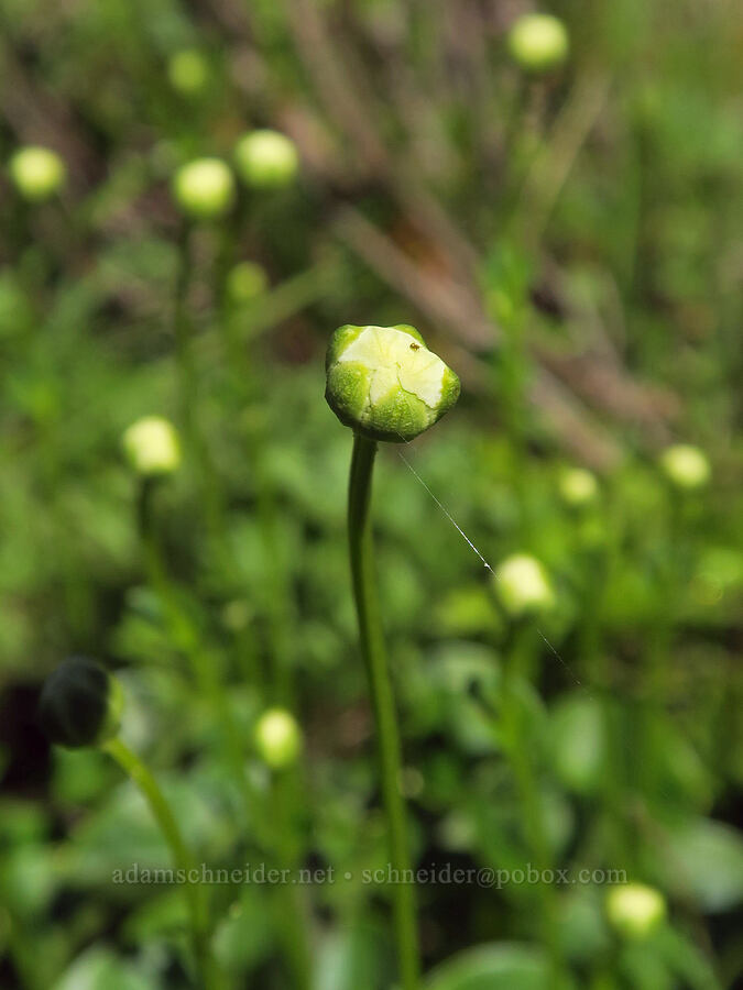grass-of-Parnassus, budding (Parnassia fimbriata) [Yellow Aster Butte Trail, Mt. Baker Wilderness, Washington]