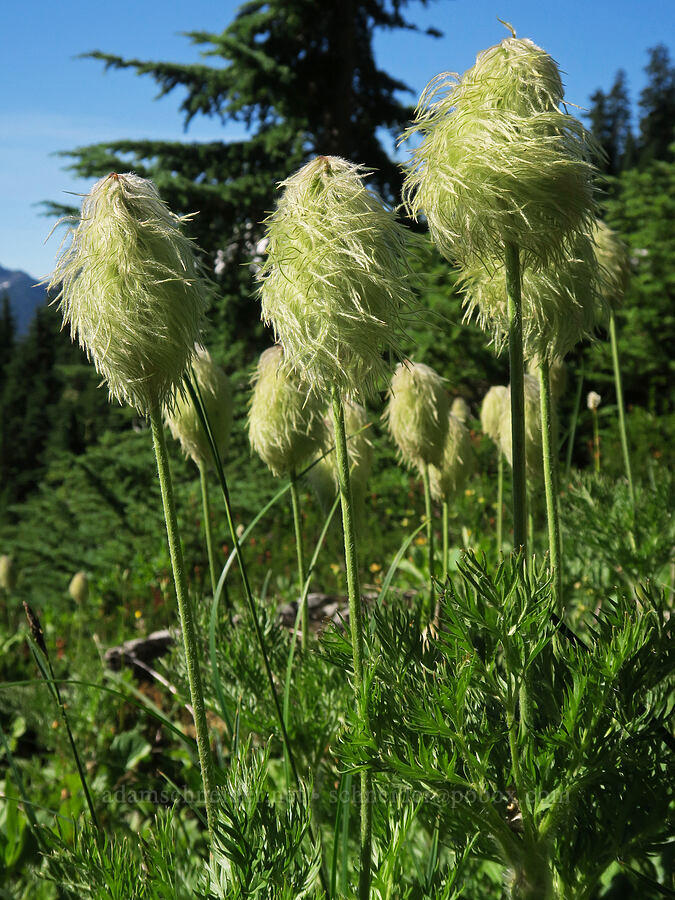 western pasqueflower seed heads (Anemone occidentalis (Pulsatilla occidentalis)) [Yellow Aster Butte Trail, Mt. Baker Wilderness, Washington]