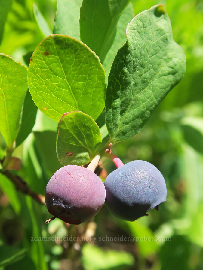 Cascades blueberries/bilberries (Vaccinium deliciosum) [Yellow Aster Butte Trail, Mt. Baker Wilderness, Whatcom County, Washington]