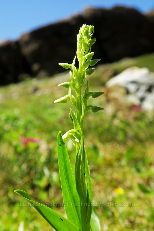 green bog orchid, budding (Platanthera stricta (Habenaria saccata)) [Yellow Aster Butte Trail, Mt. Baker Wilderness, Whatcom County, Washington]