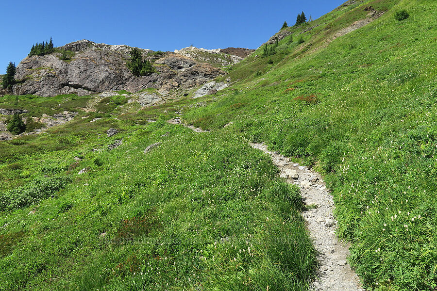 the trail [Yellow Aster Butte Trail, Mt. Baker Wilderness, Whatcom County, Washington]