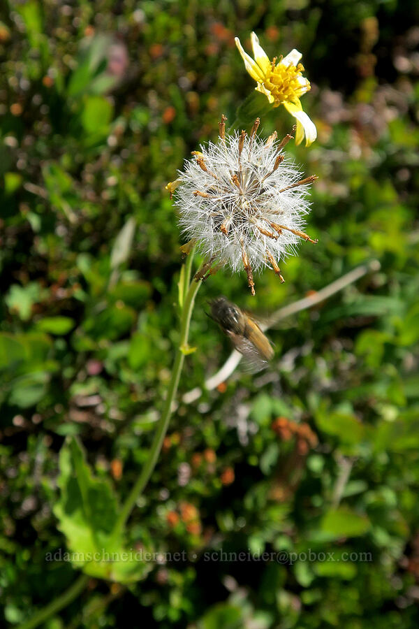 broad-leaf arnica, going to seed (Arnica latifolia) [Yellow Aster Butte, Mt. Baker Wilderness, Washington]
