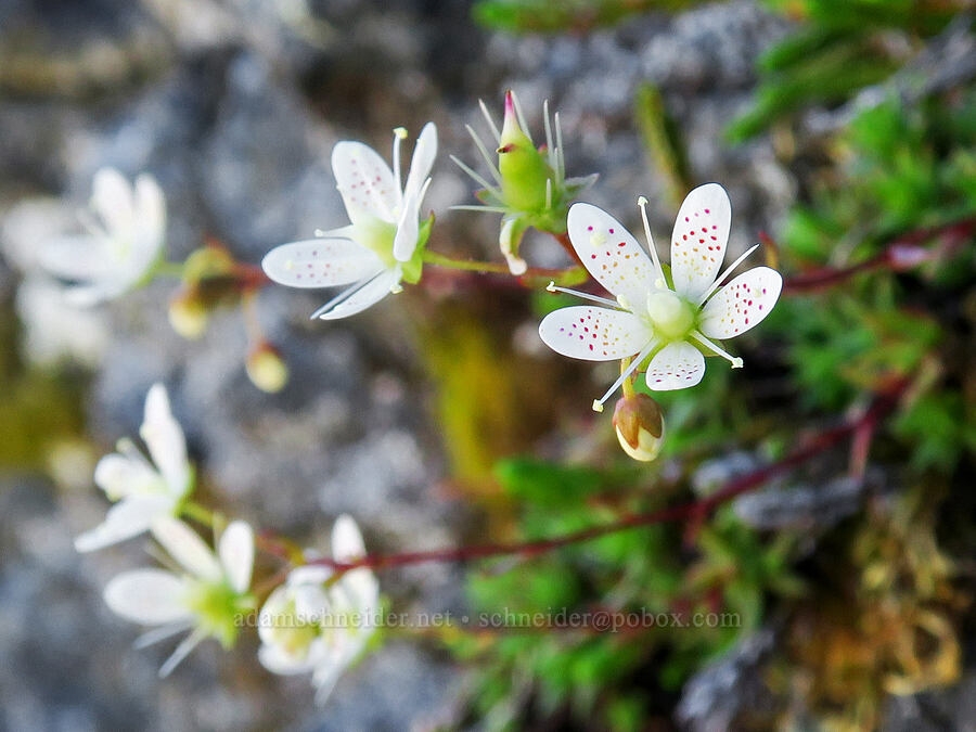 spotted saxifrage (Saxifraga bronchialis ssp. austromontana (Saxifraga austromontana)) [Yellow Aster Butte, Mt. Baker Wilderness, Whatcom County, Washington]