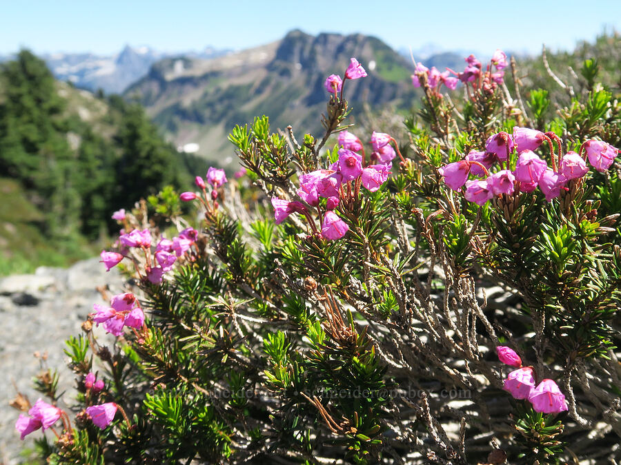 pink mountain heather (Phyllodoce empetriformis) [Yellow Aster Butte, Mt. Baker Wilderness, Whatcom County, Washington]