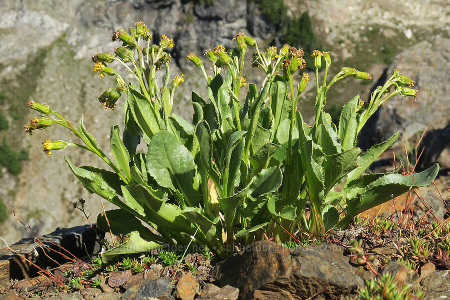 Elmer's ragwort (Senecio elmeri) [summit of Yellow Aster Butte, Mt. Baker Wilderness, Whatcom County, Washington]