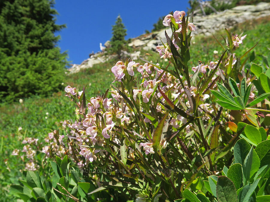 sickle-top lousewort (Pedicularis racemosa) [Yellow Aster Butte, Mt. Baker Wilderness, Whatcom County, Washington]