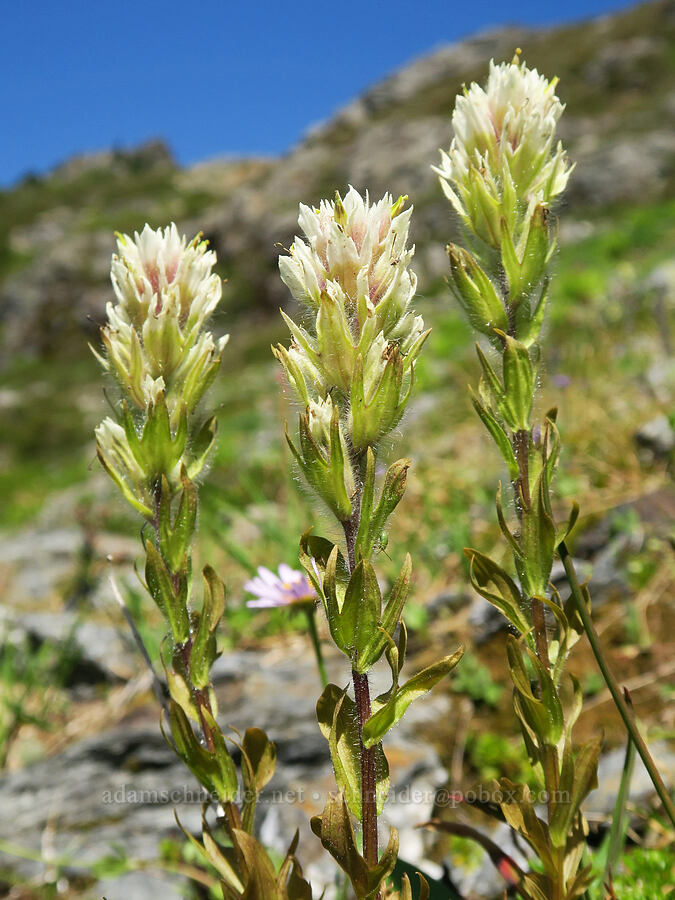 white paintbrush (Castilleja parviflora var. albida) [below Yellow Aster Butte, Mt. Baker Wilderness, Whatcom County, Washington]